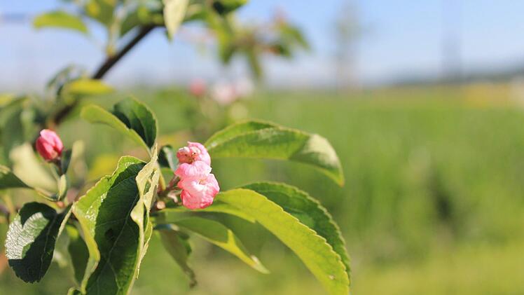 Die ersten Blüten zeigen sich schon an diesem Apfelbaum. Foto: Dominic Buckreus