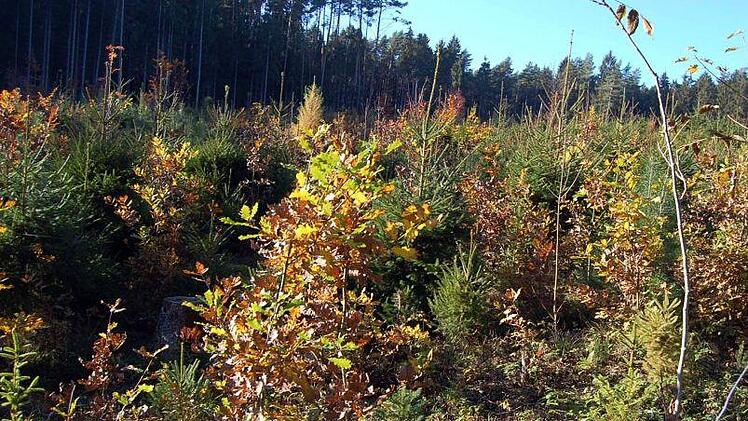 Bunte Vielfalt auf zwei Hektar Waldfläche im Lichtenfelser Forst am Schifferbrunnen Foto: Welz