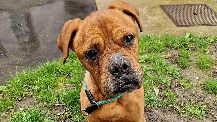 Tierheim Würzburg: Hund Shieby kämpft sich nach Leidenszeit zurück - "Nicht damit gerechnet"