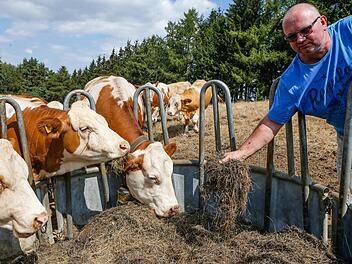 Wintervorrat statt Frischfutter: Die Dürre zwingt den Bio-Landwirt Norbert Böhmer aus dem fränkischen Plankenfels dazu, drei Monate früher als sonst zuzufüttern.  Matthias Hoch