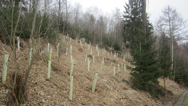 Neuanpflanzung in den Eierbergen: Zwischen starken  Einzelstämmen (Lebensbäume) dürfen  die  Stockausschläge bis in zehn Meter Höhe wachsen, bevor sie geerntet werden. Foto: Matthias Einwag