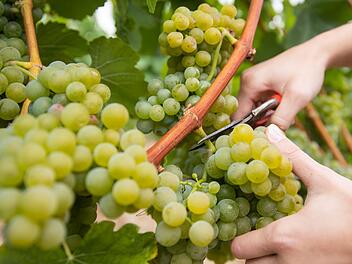 Startschuss für die Weinlese in Franken - wie wird der Jahrgang 2024? Startschuss für die Weinlese in Franken - wie wird der Jahrgang 2024?