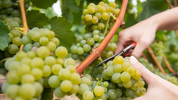Startschuss für die Weinlese in Franken - wie wird der Jahrgang 2024?