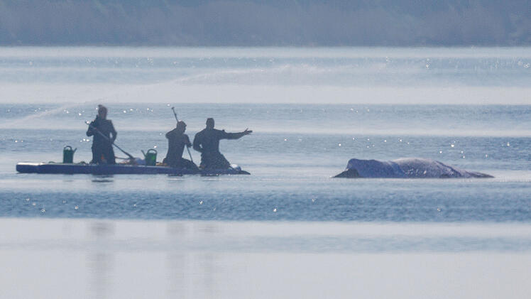 Buckelwal "Timmy" schwimmt