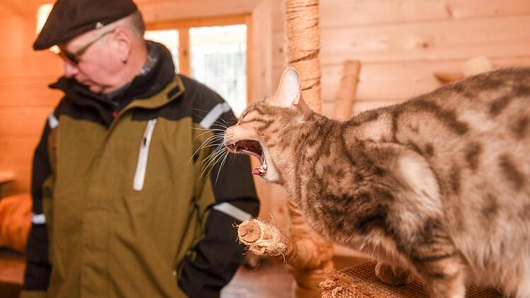 Raubkatzenasyl in Ansbach: Die einzige Auffangstation in Deutschland bietet illegal oder schlecht gehaltenen Raubkatzen seit 10 Jahren ein Zuhause. Jetzt steht das Grundstück zum Verkauf und die Einrichtung vor dem Aus. Rundgang und Gespräch mit Vereinsvorstand Olaf Neuendorf. FOTO Thomas Obermeier