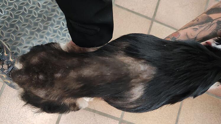 Tierheim Kitzingen: Hund in grauenvollem Zustand aufgefunden - "wurde leergesaugt"