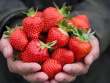 Wenn Erdbeeren jetzt welken, dann liegt es meist an Wurzelkrankheiten. Die kann man auf lange sicht beheben. Foto: Daniel Reinhardt/dpa