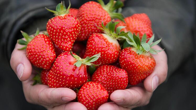 Wenn Erdbeeren jetzt welken, dann liegt es meist an Wurzelkrankheiten. Die kann man auf lange sicht beheben. Foto: Daniel Reinhardt/dpa