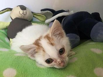 Tierheim Hersbruck: Kätzchen überschwemmen Einrichtung - "dieses Jahr ist alles anders"