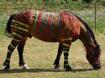 Ein bunt bemaltes Pferd grast in Ludwigshafen - das Vorbild für die bemalten Pferde sind Zebras. Wissenschaftler glauben, dass das schwarz-weiße Streifenmuster manche Insekten fernhält. Foto: dpa