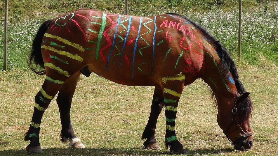Ein bunt bemaltes Pferd grast in Ludwigshafen - das Vorbild für die bemalten Pferde sind Zebras. Wissenschaftler glauben, dass das schwarz-weiße Streifenmuster manche Insekten fernhält. Foto: dpa