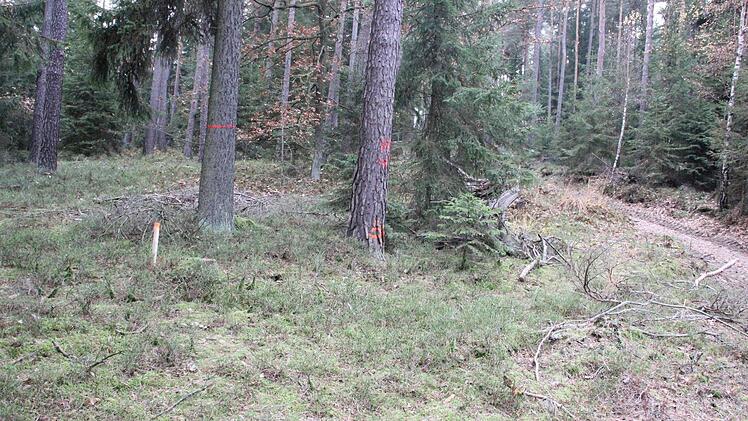 Der Verlauf des neuen Weges ist durch gefärbte Pflöcke und an den zu fällenden Bäumen markiert. Rechts der alte Hohlweg.  Foto: Friedwald Schedel