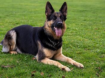 Besitzer will Hund im Kreis Freyung-Grafenau loswerden und wird von Tierheim entlarvt