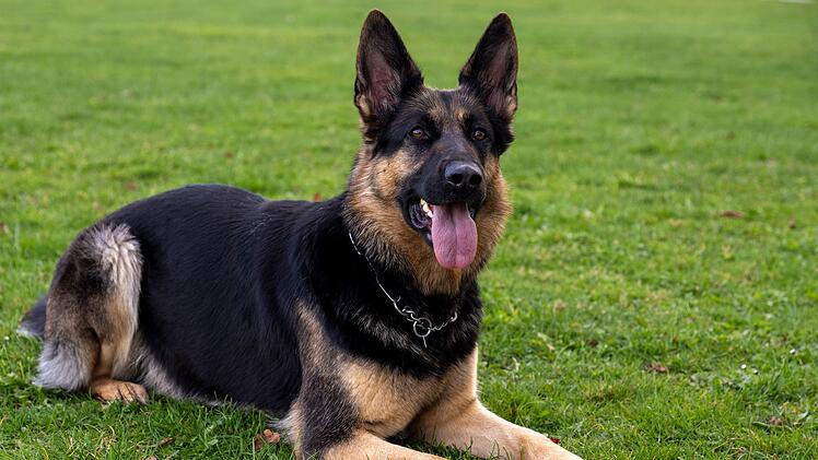 Besitzer will Hund im Kreis Freyung-Grafenau loswerden und wird von Tierheim entlarvt
