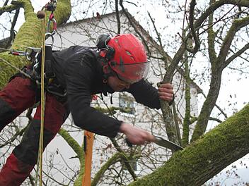 Benjamin Strauß behandelt die Krone eines Baumes in der Salinenpromenade. Foto: Thomas Mäuser