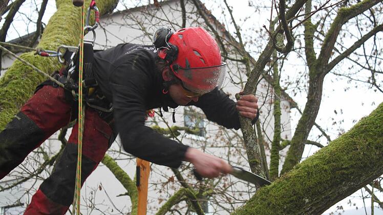 Benjamin Strauß behandelt die Krone eines Baumes in der Salinenpromenade. Foto: Thomas Mäuser