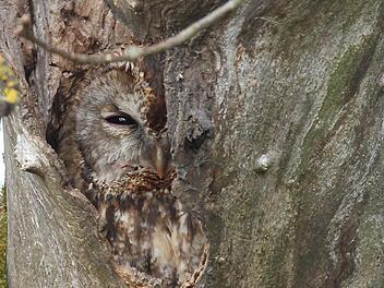 Auf Entdeckungsreise: Der Steinkauz ist der Vogel des Jahres 2017.  Foto: Oskar Jungklaus