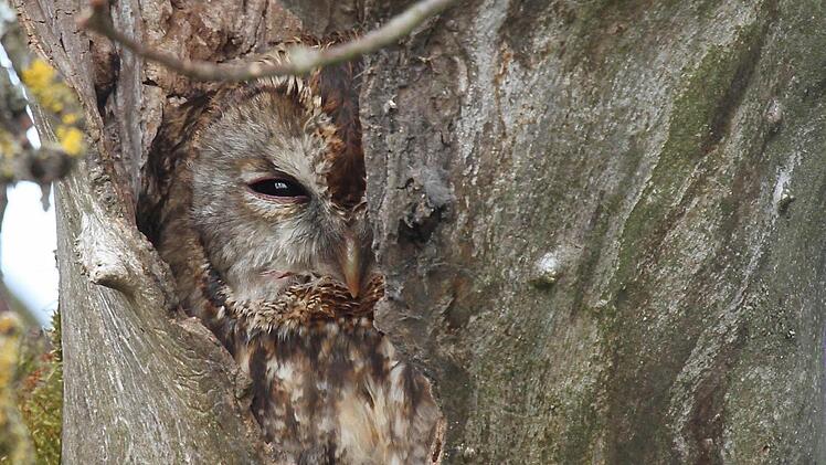 Auf Entdeckungsreise: Der Steinkauz ist der Vogel des Jahres 2017.  Foto: Oskar Jungklaus