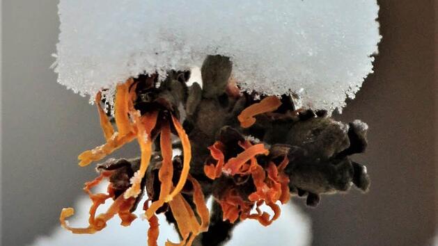 Die Zaubernuss, die botanisch Hamamelis heißt, ist ein besonderer Blickfang im Winter. Foto: Jupp Schröder