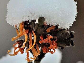 Die Zaubernuss, die botanisch Hamamelis heißt, ist ein besonderer Blickfang im Winter. Foto: Jupp Schröder
