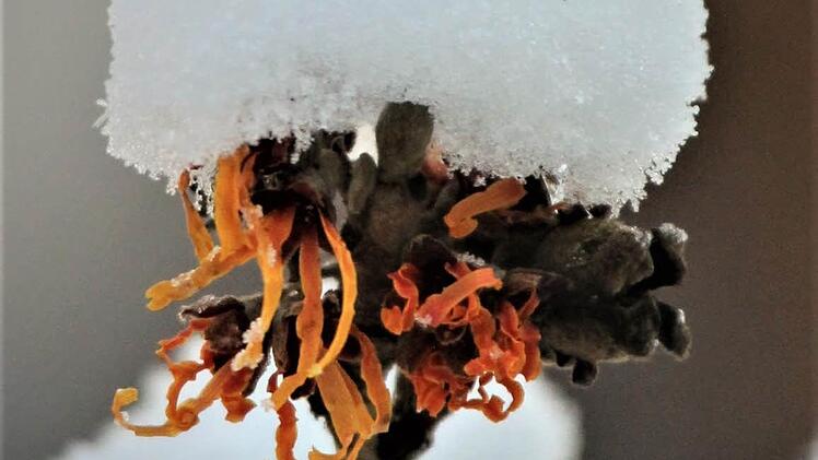 Die Zaubernuss, die botanisch Hamamelis heißt, ist ein besonderer Blickfang im Winter. Foto: Jupp Schröder