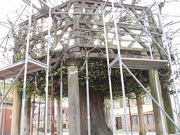 Die Tanzlinde in Limmersdorf ist bereits eingerüstet. Damit kann die Sanierung am Montag beginnen. Foto: Jürgen Gärtner