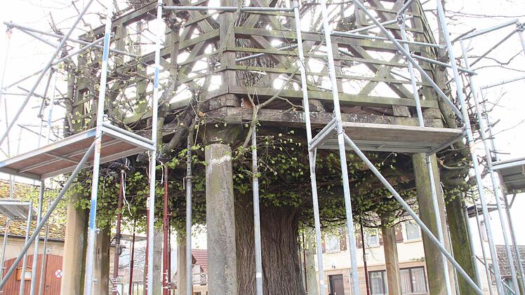 Die Tanzlinde in Limmersdorf ist bereits eingerüstet. Damit kann die Sanierung am Montag beginnen. Foto: Jürgen Gärtner