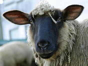 Symbolfoto: Marius Becker/dpa
