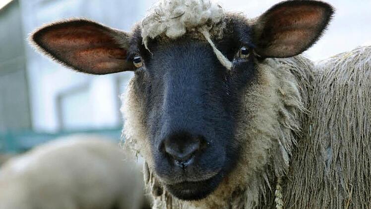Symbolfoto: Marius Becker/dpa