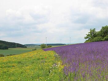 Einen lila Blütenteppich bildet dieses Feld mit Wiesensalbei. Foto: Heike Beudert