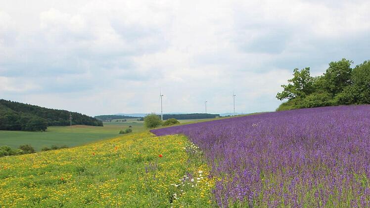 Einen lila Blütenteppich bildet dieses Feld mit Wiesensalbei. Foto: Heike Beudert