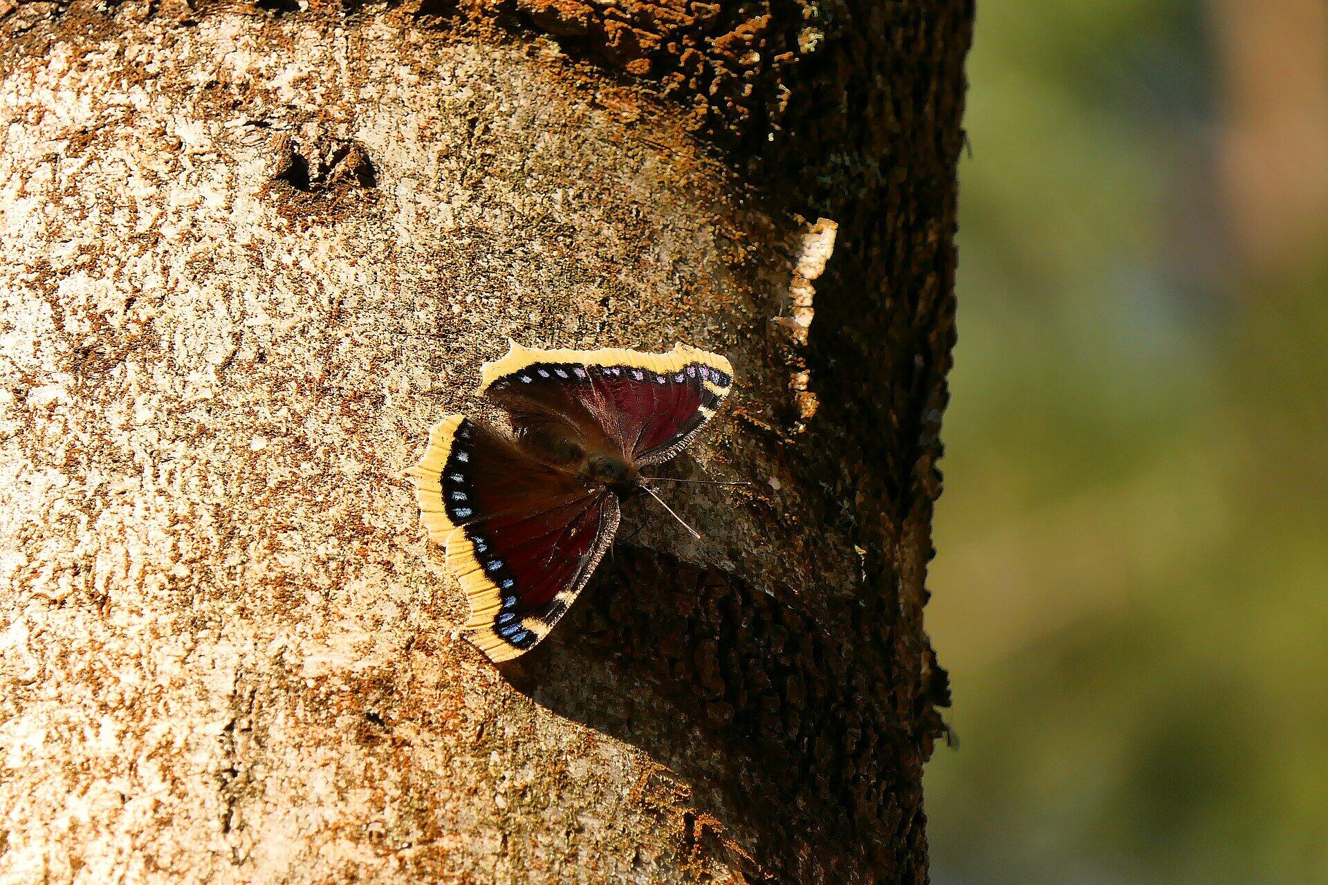10 unserer schönsten Schmetterlinge in Deutschland