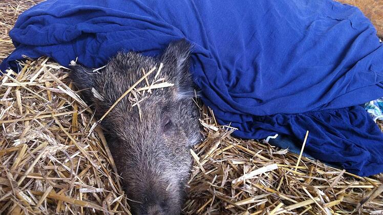 Auch Wildschweine mögen es gemütlich. Foto: Tobias Wallrapp