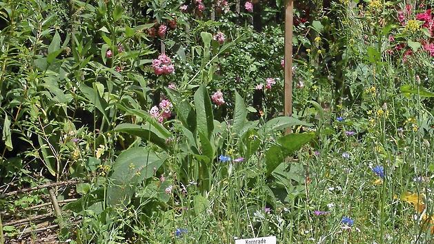 Im Kr&auml;uterlehrgarten in Schm&ouml;lz finden die Bienen reichlich Nahrung. Foto: privat