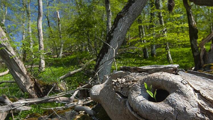 Totholz verzaubert den Wald. Foto: Jürgen Hüfner