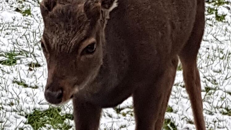 Der junge Rehbock oder möglicherweise Sikahirsch lässt sich aus nächster Nähe fotografieren und zeigt kaum natürliche Scheu vor Menschen und Autos.privat