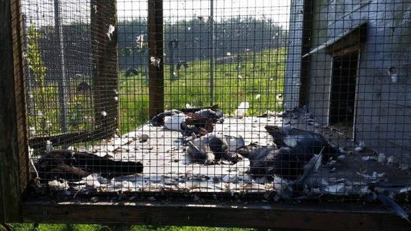 In Schalksm&uuml;hle haben sich unbekannte Tierqu&auml;ler Zugang zum &ouml;rtlichen Tierheim verschafft und im Taubenschlag ein Massaker veranstaltet. 37 Tiere sind dabei gestorben. Foto: Tierheim Dornbusch/Facebook