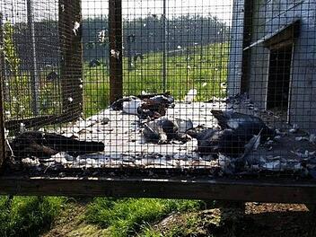 In Schalksm&uuml;hle haben sich unbekannte Tierqu&auml;ler Zugang zum &ouml;rtlichen Tierheim verschafft und im Taubenschlag ein Massaker veranstaltet. 37 Tiere sind dabei gestorben. Foto: Tierheim Dornbusch/Facebook