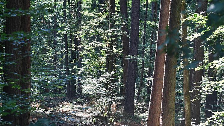 Den Wäldern im Landkreis Bamberg sieht man Trockenheit und Hitze an - die Waldbrandgefahr ist weiterhin hoch. Ronald Rinklef