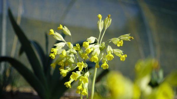 Bienenfreundlicher Frühblüher: Die Schlüsselblume blüht bereits im März . Foto: inFranken.de