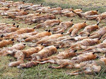 Nach der Jagd werden traditionell die geschossenen Tiere in Reihen aufgelegt. Foto: FT-Archiv/Stefan Reinmann