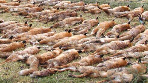 Nach der Jagd werden traditionell die geschossenen Tiere in Reihen aufgelegt. Foto: FT-Archiv/Stefan Reinmann