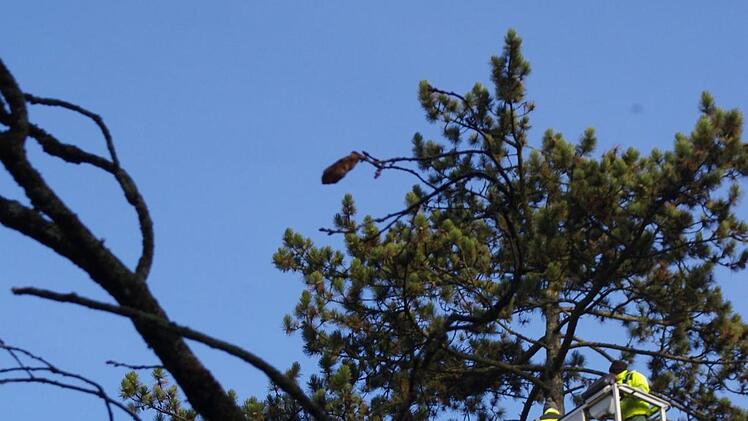 Auf dem VHS-Gelände werden Bäume gefällt. Foto: Marco Meißner