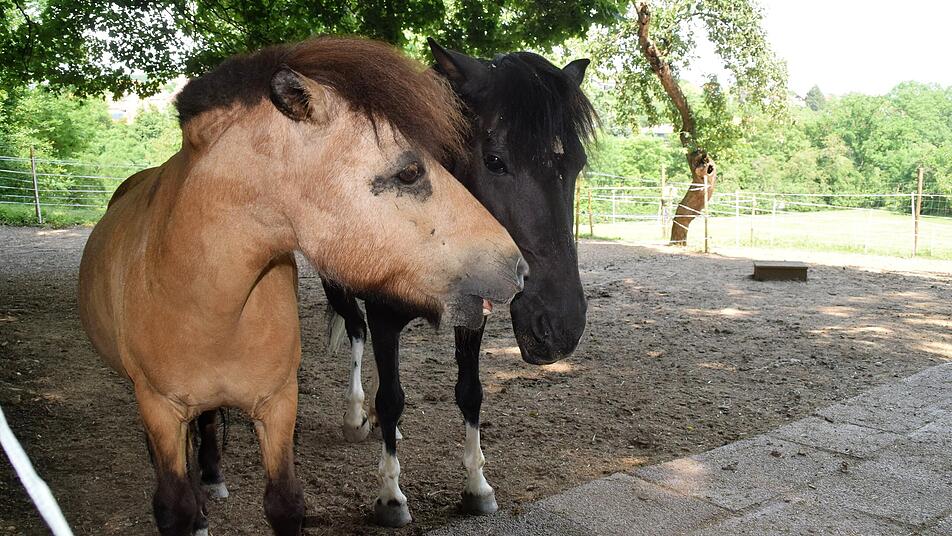 unbekannter bringt pferde bei marktbreit in gefahr