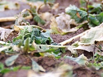 Der Raps hat gelitten. Obwohl diese Pflanze eigentlich relativ robust ist, hat der Wettermix in diesem Winter auch ihr zugesetzt. Fotos: Marco Meißner