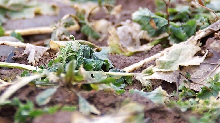 Der Raps hat gelitten. Obwohl diese Pflanze eigentlich relativ robust ist, hat der Wettermix in diesem Winter auch ihr zugesetzt. Fotos: Marco Meißner