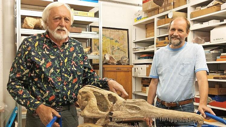 Peter Schumann (links) und Eckhard Mönnig vom Naturkunde-Museum Coburg mit dem Schädel von Coburgosochus Goeckeli im Depot des Museums. Die Schnauze mit den spitzen Zähnen wurde von Menschenhand rekonstruiert; Geborgen werden konnte in Untersiemau 1952 nur der Schädel (unten). Fotos: Simone Bastian, Naturkundemuseum Coburg