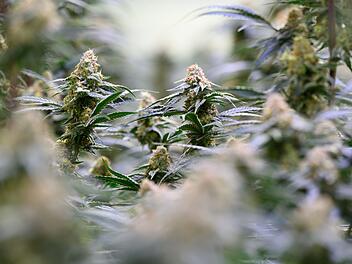 Produktion von medizinischem Cannabis in Sachsen-Anhalt