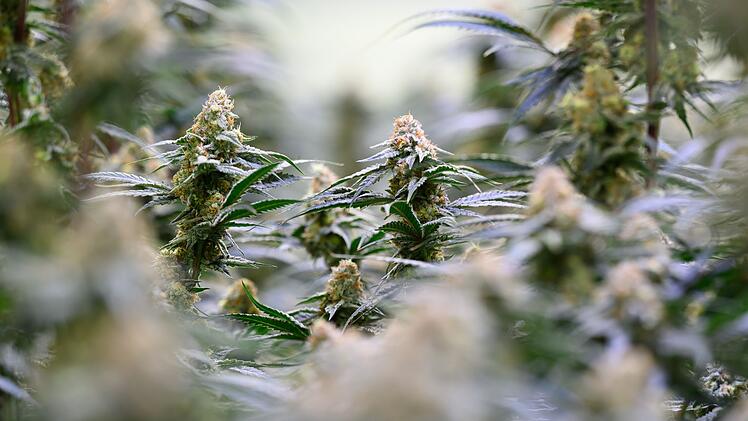 Produktion von medizinischem Cannabis in Sachsen-Anhalt