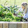 Jetzt ist es Zeit das Gemüsebeet zu planen. Viele Pflanzen sind mehrjährig und müssen nicht jedes Jahr ausgetausch werden. Bild: epixproductions/ stock.adobe.com